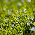 Blue Floral Serenade