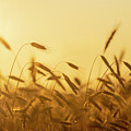Bounty of the Field
