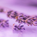 Gentle pink lavender