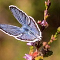 Little Blue Wings