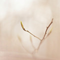 Soft and fragile