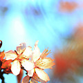 Spring in the air