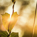 The touch of dawn
