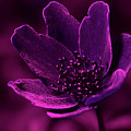 Upclose with a white anemone under UV light